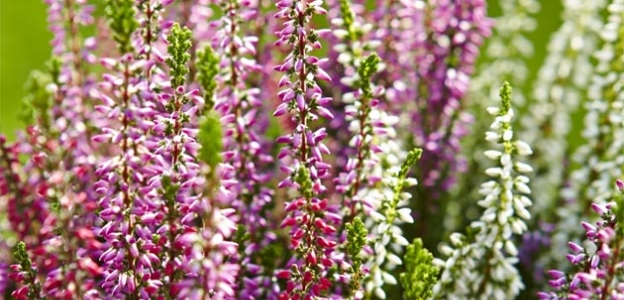 Mengenreduktion von Heide